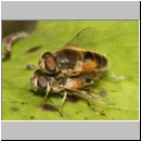 Eristalis arbustorum - Kleine Keilfleckschwebfliege 01a.jpg